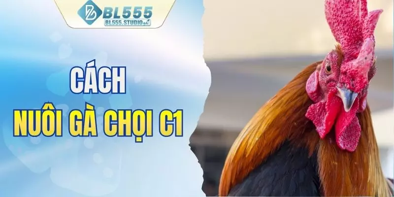 Cách nuôi gà chọi C1
