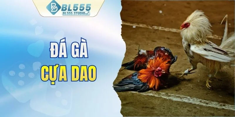 Đá gà cựa dao