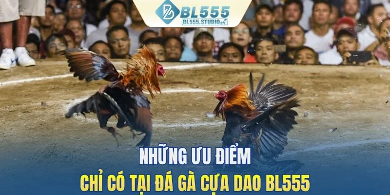Những ưu điểm chỉ có tại đá gà cựa dao BL555
